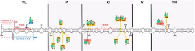 High prevalence and low genetic diversity of grapevine yellow speckle viroid 1 in Slovakia: down the rabbit hole of RNA secondary structure and phylogeny